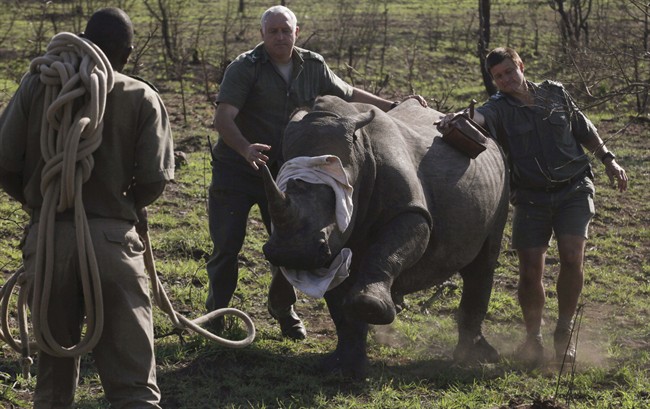 FILE - In this file photo taken Thursday, Nov. 20, 2014 a darted rhino is blind-folded before being grounded for skin and blood samples to be taken, and microchipped, near Skukuza, South Africa, before being transported by truck to an area hopefully safe from poachers in a bid to cut down on the numbers killed by poachers. A South African Judge on Thursday, Nov. 26, 2015, struck down a government ban on the domestic trade in rhino horns, alarming some conservationists who say the decision could intensify the slaughter of the threatened species. (AP Photo/Denis Farrell, File).