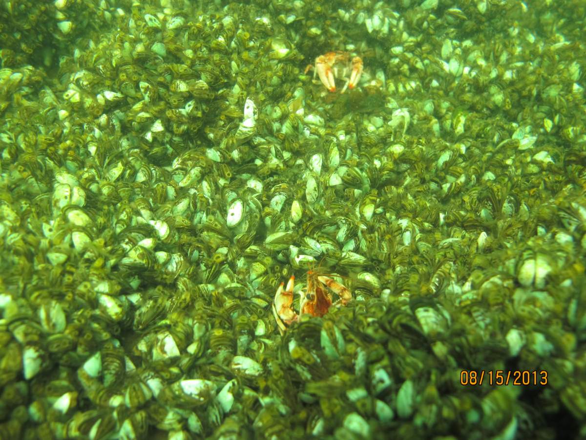 Trillions of zebra mussels are scattered along the bottom of Mille Lac in Minnesota. Credit: Thomas Jones