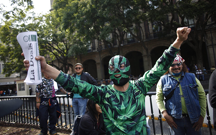 A supporter of the legalization of marijuana wears a Lucha Libre wrestling mask decorated with a marijuana leaf, as he celebrates outside the Supreme Court in Mexico City. Mexico's court ruled that growing, possessing and smoking marijuana for recreation are legal under a person's right to personal freedoms. 