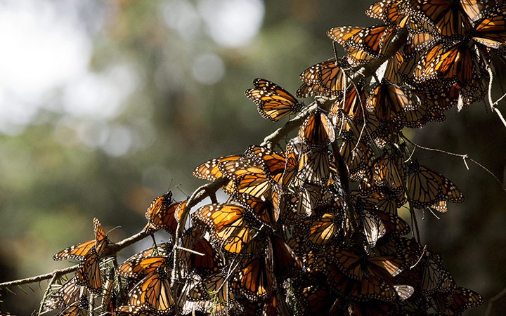 A kaleidoscope of Monarch butterflies hang from a tree branch, in the Piedra Herrada sanctuary, near Valle de Bravo, Mexico.