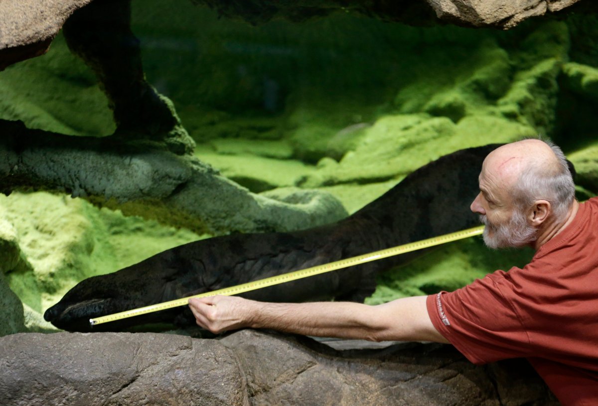 Petr Velensky uses a meter to show the size of a Chinese giant salamander Karlo  in  an aquarium at the zoo in Prague, Czech Republic, Sunday, Dec. 20, 2015. Prague Zoo says Karlo is likely to be the biggest living Chinese giant salamander in the world. According to latest measuring done Friday, Karlo is 1.58 meter (5.18 feet) long. The critically endangered species is the largest amphibian in the world. 