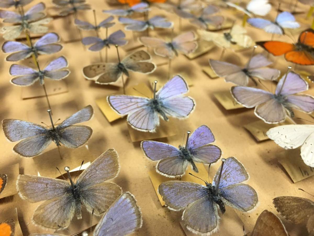 George Paclawsky donated his collection of 3,000 butterflies to the University of Calgary.