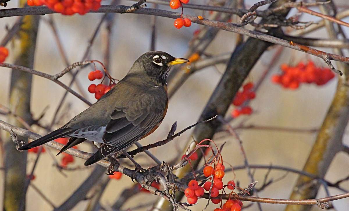 American Robin .