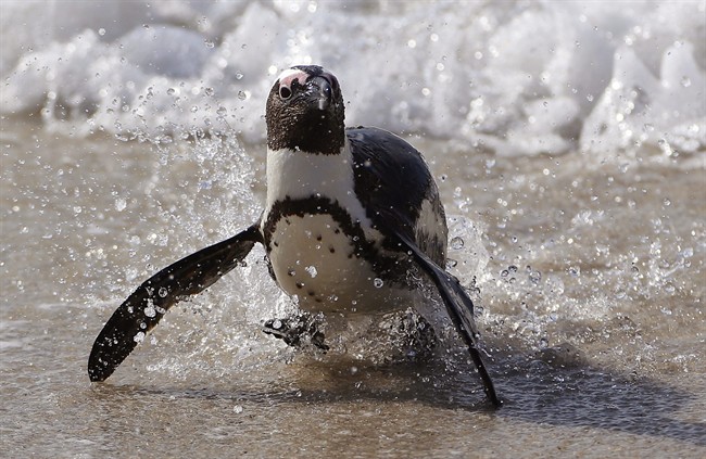 In this Thursday, Aug. 27, 2015 file photo, a penguin runs out of the ocean at Boulders beach, a popular tourist destination, in Simon's Town, South Africa.