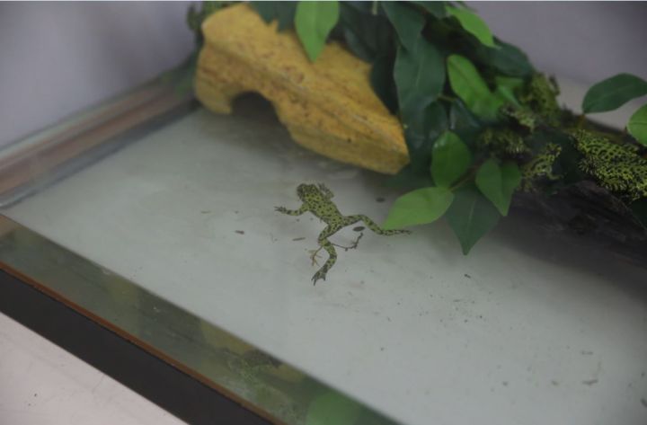 One of the 333 exotic animal seized by the Calgary Humane Society from a northeast Calgary location Dec. 2, 2015.