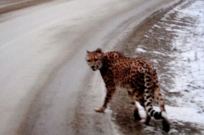 Creston RCMP released this photo of a Cheetah, seen along Highway 3a on December 17, 2015. 