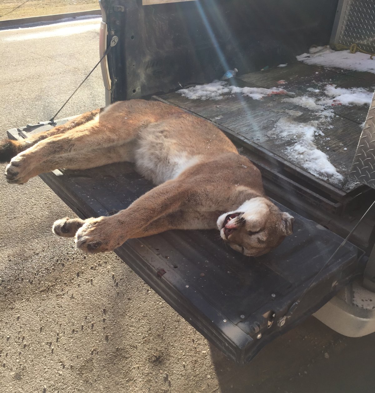 Cougar caught and killed in southern Manitoba - image