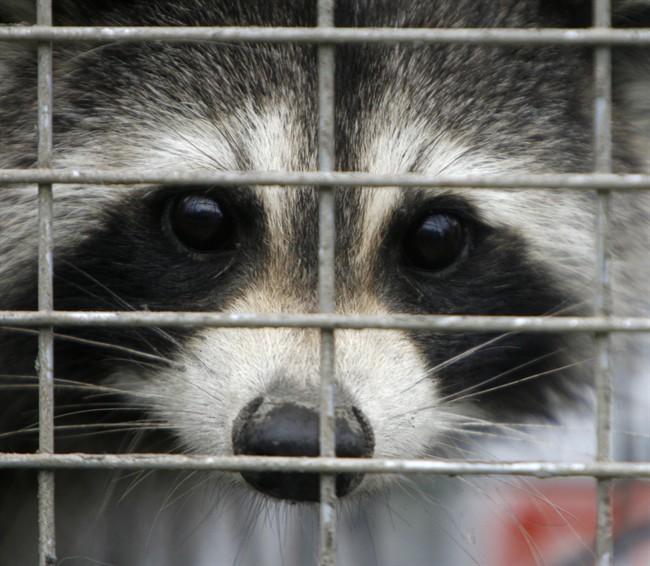 A captured raccoon peers through the bars of a trap in Grand Isle, Vt., Thursday, Sept. 27, 2007.