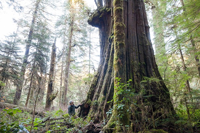 Group says giant trees an aid to climate change - image