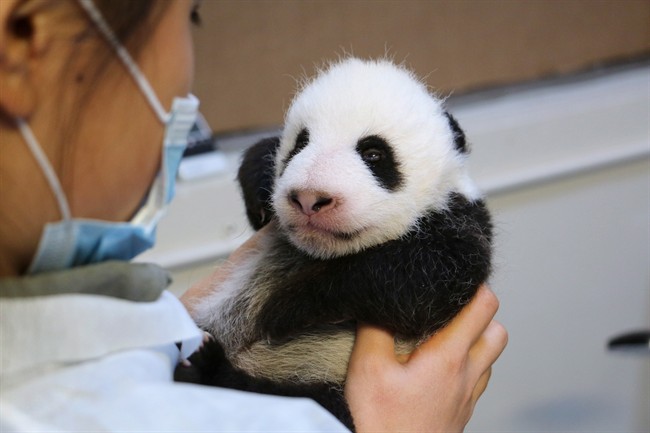 A panda cub is held at the Toronto Zoo in a handout photo. 