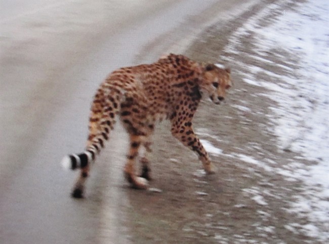 Creston RCMP released this photo of an adult cheetah that was spotted along Highway 3a Thursday afternoon in the Crawford Bay and Kootenay Bay areas of British Columbia. THE CANADIAN PRESS/ho-Creston RCMP.