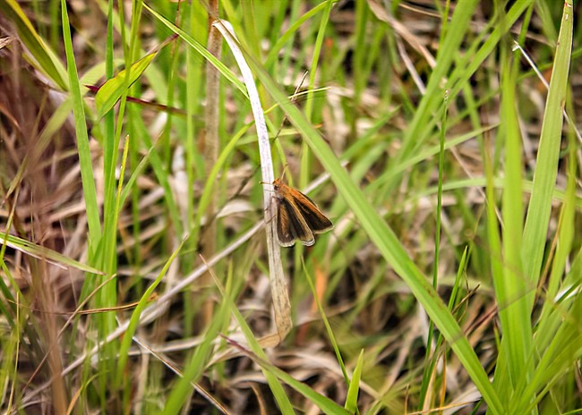 A poweshiek skipperling butterfly perches on a blade of grass in this undated photo. The skipperling, once abundants in Manitoba's tallgrass prairie, is down to as few as 36 adults in Canada. Scientists fear this year's thin snowpack could be the final blow to the species as the butterflies depend on a blanket of the white stuff to make it through the winter.