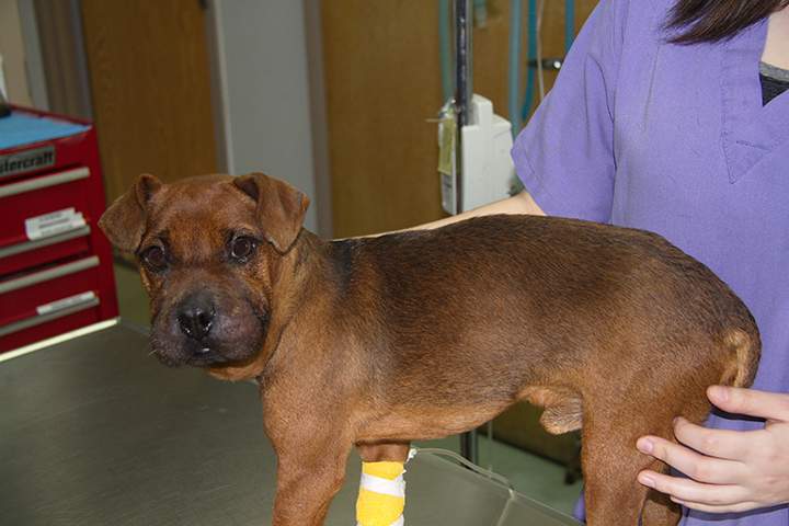 Veterinarians expect the dog to make a full recovery.