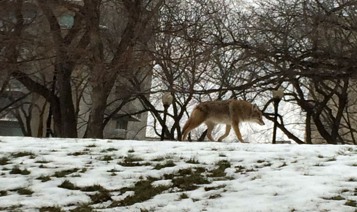 A person walking near the Meewasin Trail discovered the coyote close to a high-traffic area. Experts say coyote sightings are increasing in Saskatoon.