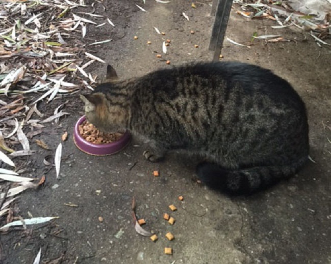 Surrey food banks have food for dogs, but not for cats - image