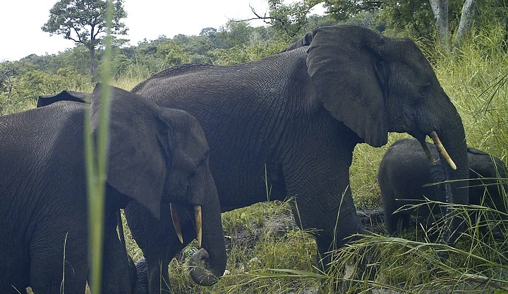 In this photo taken Thursday, Oct. 22, 2015 and released by Fauna & Flora International and Bucknell University Friday, Dec. 11, 2015, rare African forest elephants (Loxodonta cyclotis) are seen by a remote-sensing camera, in Western Equatoria State, South Sudan. The critically endangered elephant species has been photographed by researchers for the first time in South Sudan, significantly expanding the known range of the animal, but even in these remote forests it faces threats from illegal logging and from war. 