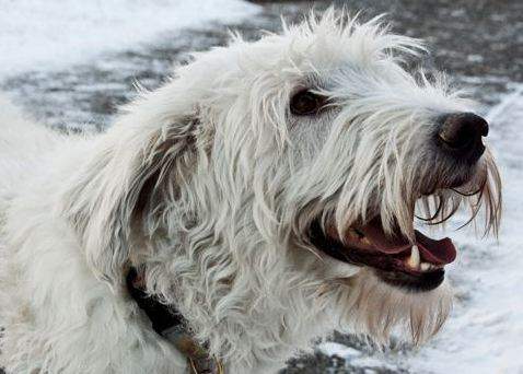 Frills was brought to the Alberta Animal Rescue Crew Society (AARCS) from Milk River. She had surgery to fix an old break in one of her legs which hadn’t healed properly and will now live a pain-free life.