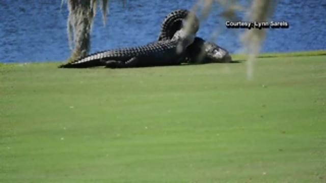 Two mammoth gators clash on a Florida golf course