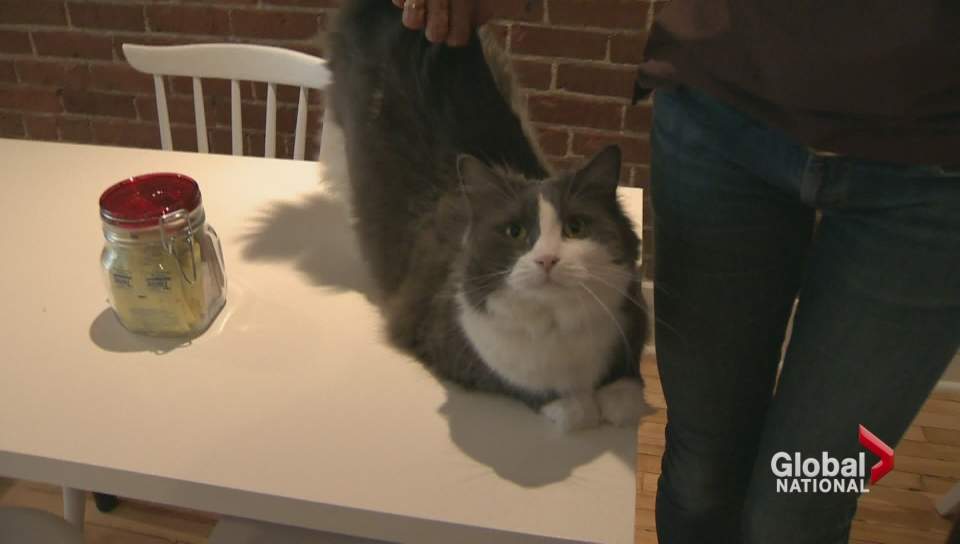 FILE. Cat cafés are growing in number in Canada.