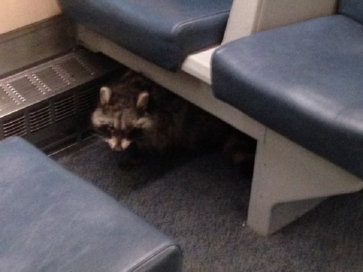 A lone raccoon got a free ride to Aldershot on a GO Train Tuesday morning.