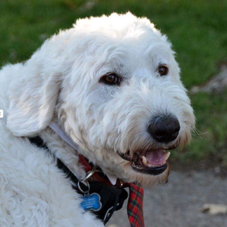 Hamilton arrived at the Alberta Animal Rescue Society (AARCS) from Milk River and was “significantly malnourished.”