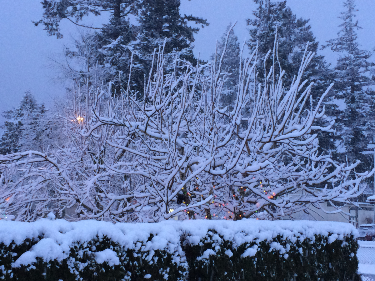 Recordbreaking warm weather stuns parts of Canada on Christmas