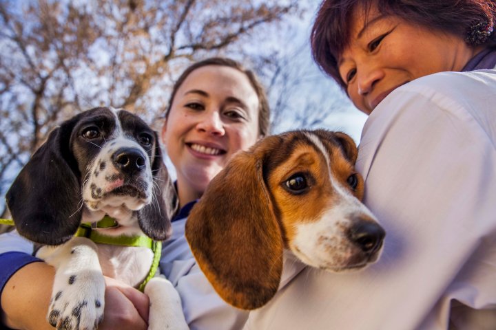 IVF goes to the dogs: technology-conceived litter a ‘medical ...