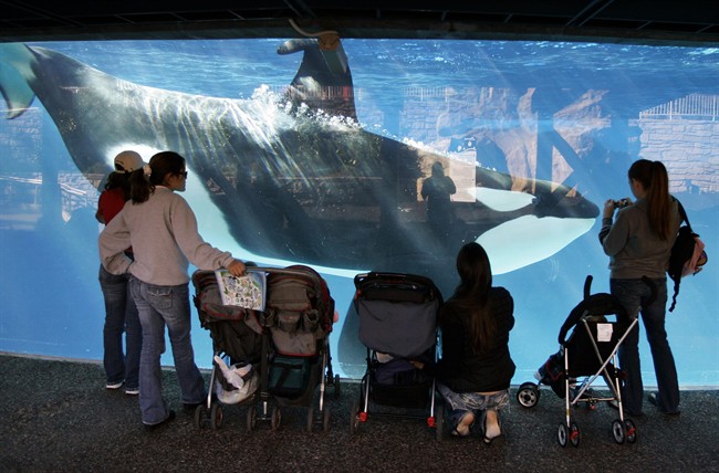 In this Nov. 30, 2006, file photo, people watch through glass as a killer whale swims by in a display tank at SeaWorld in San Diego. 