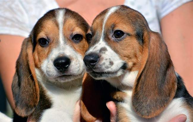 A file photo of dogs.