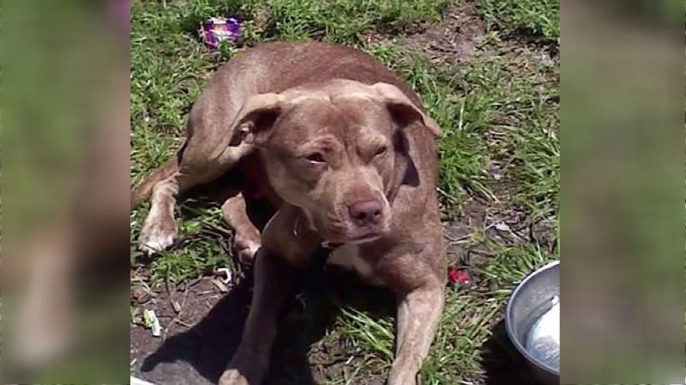 Hero dog comforted by owner’s mom after saving her from stabbing attack - image