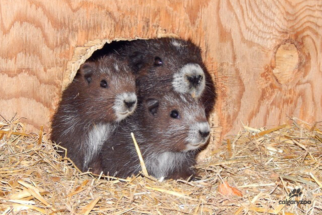 Several Vancouver Island marmot pups born at the Calgary Zoo.