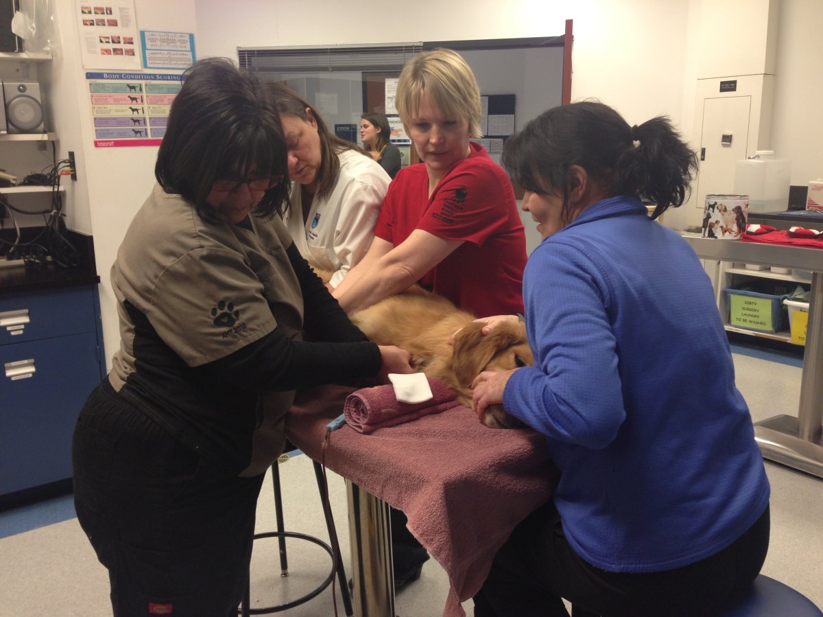 A dog donating blood at the Canadian Animal Blood Bank location at NAIT in Edmonton, Alta. November 20, 2015.