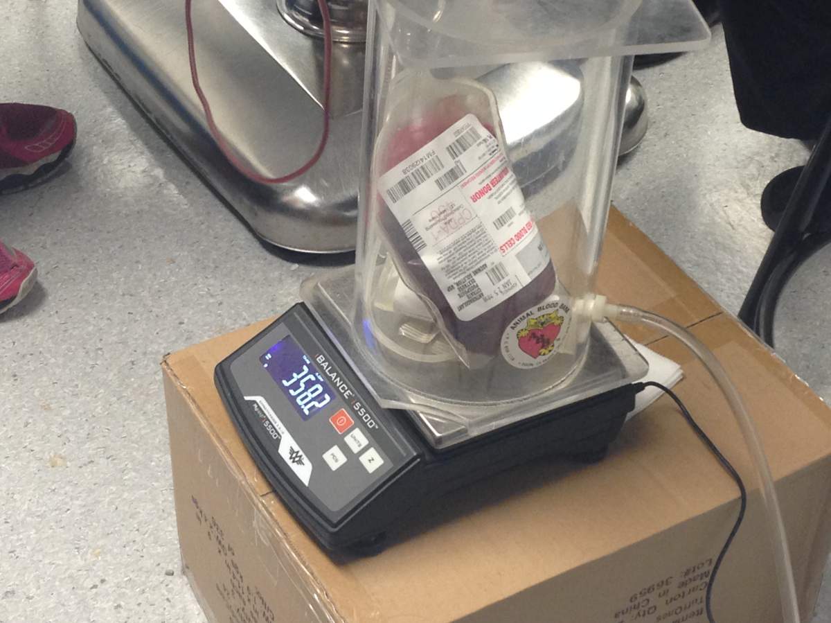 A bag of blood collected from a donor dog at the Canadian Animal Blood Bank location at NAIT in Edmonton, Alta. November 20, 2015.