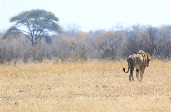 File-This Aug. 6, 2015, file photo shows a lion named Tommy in the Hwange National Park where Cecil the Lion was killed about 700 kilometres south west of Harare, Zimbabwe. 