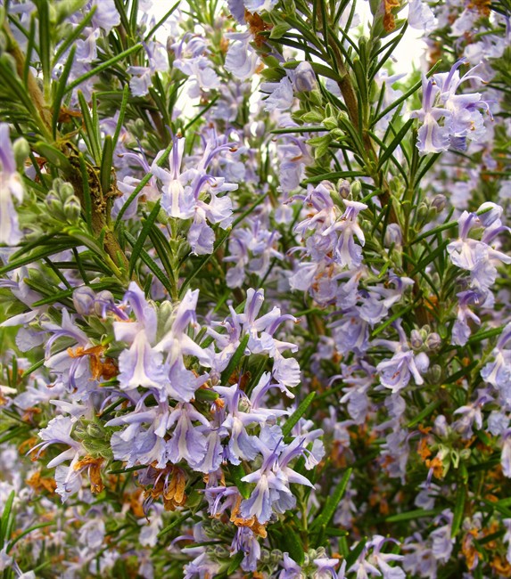 This April 26, 2013 photo shows a blooming shrub of rosemary, bordering a yard near Langley, Wash., which is a multi-purpose plant like many other herbs. Rosemary has an array of uses — as an ornamental alongside other flowering perennials, for crafting, flavoring, attracting pollinators and as an aromatic. 