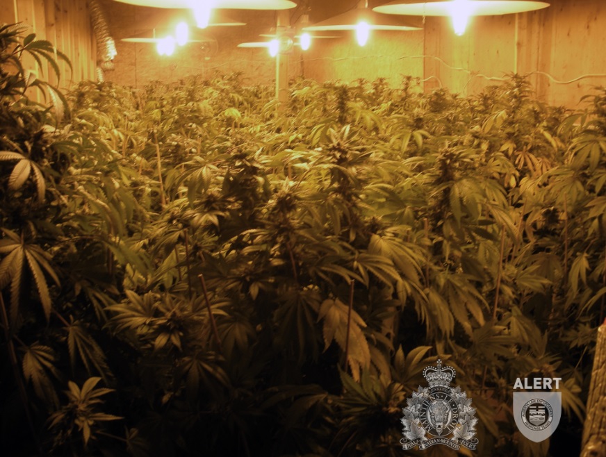 More than 2100 plants were seized from a rural property near Olds in February.