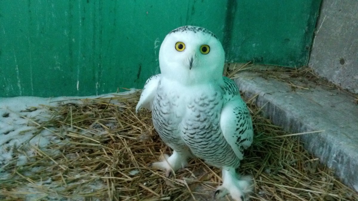 The owl has spent the past month at Wildlife Haven Rehabilitation Centre after it was flown from Poplar River.
