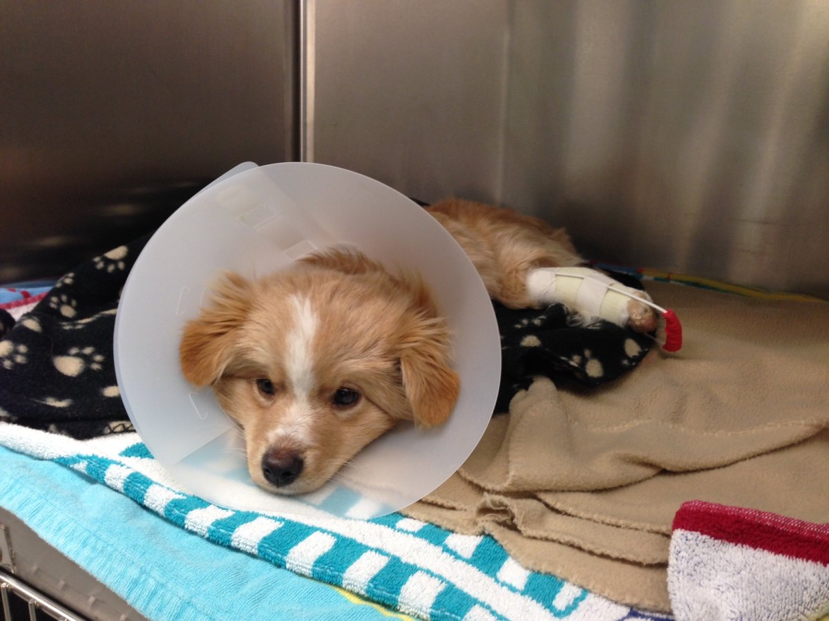 Mittens the five-month-old puppy recovers at the Winnipeg Humane Society. 