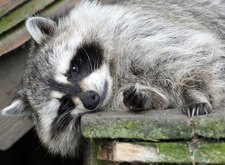 A raccoon is pictured at the Sainte-Croix zoologic park, in the French eastern city of Rhodes, on July 24, 2013.
