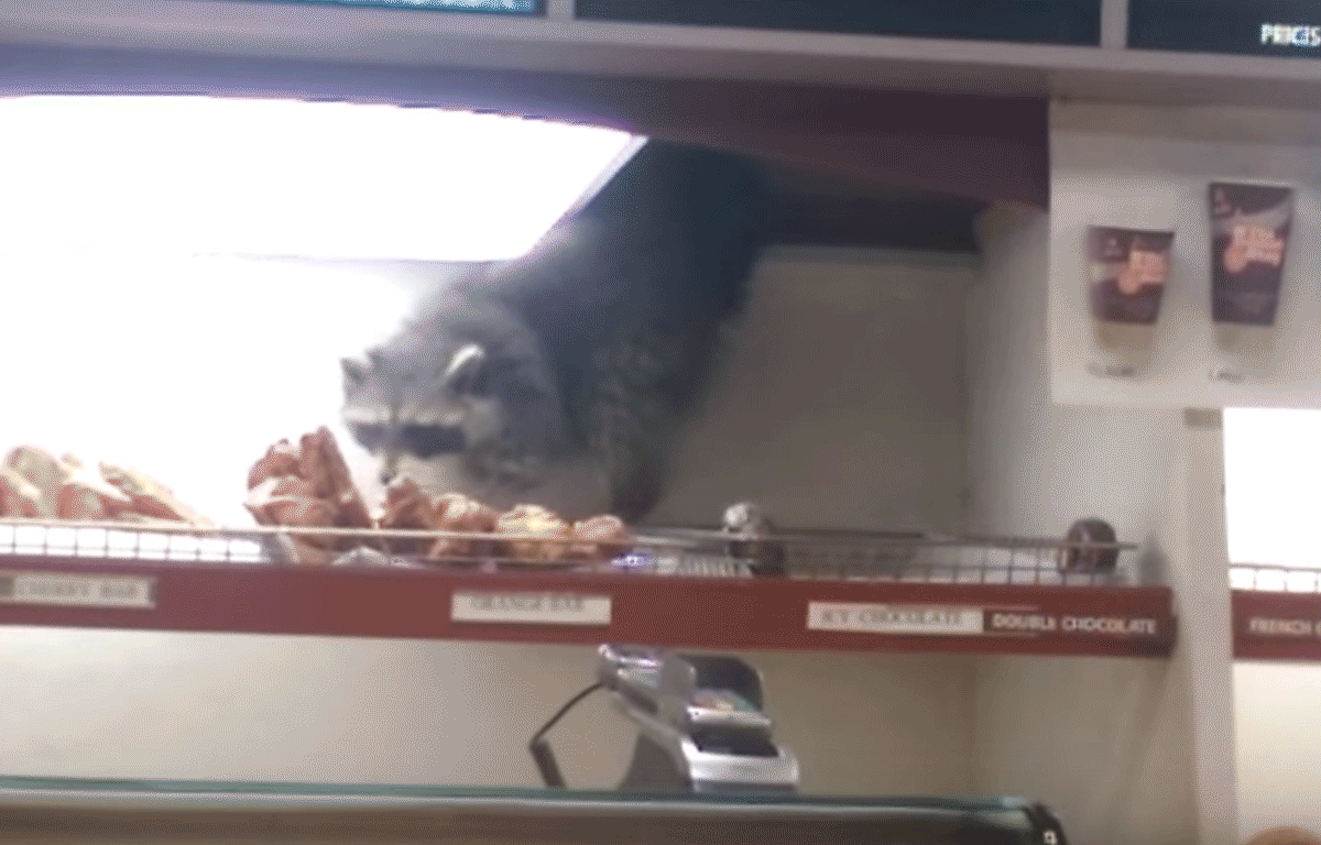 WATCH: sneaky raccoon steals donut in Toronto coffee shop - image