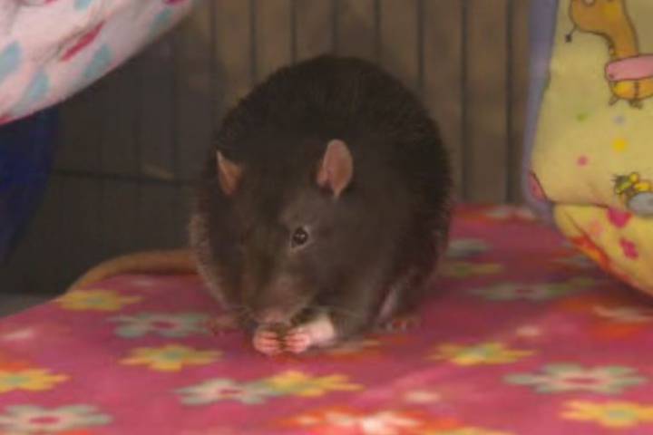 WATCH: Rat problem solved - Okanagan | Globalnews.ca