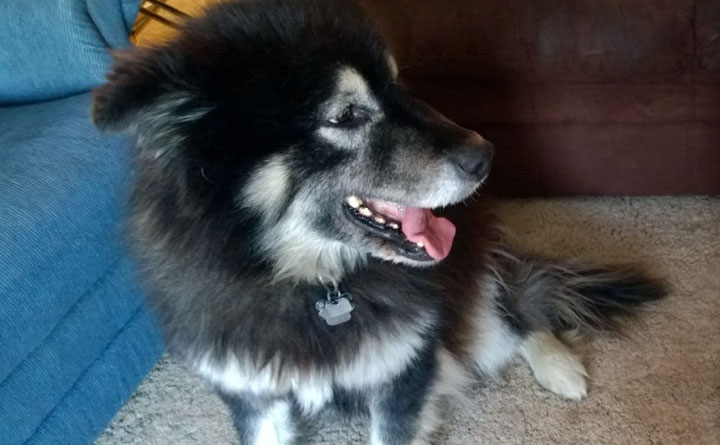 A Saskatchewan family is crediting their dog for saving a life on Christmas Eve.