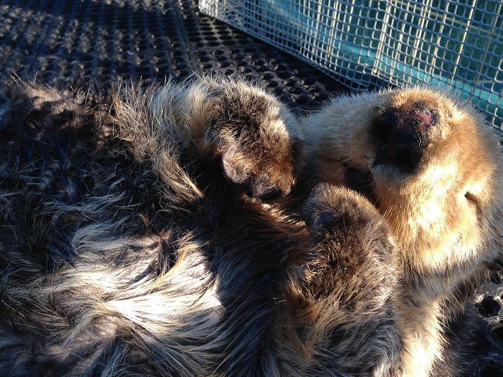 Walter the sea otter was blinded by a gunshot blast in 2013. He died in his sleep on Dec. 9, 2015.
