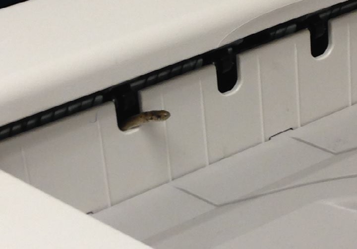A DeKay's Brown Snake was found inside a York Region high school photocopier on Dec. 7, 2015.