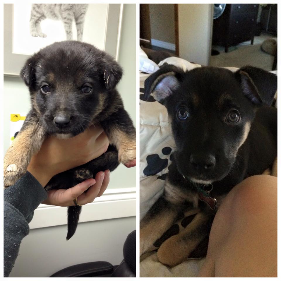 Solo, a four month old Shepard cross has died after amputation surgery.