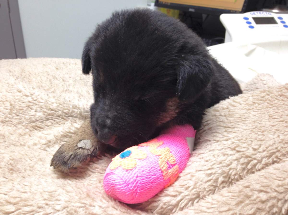 A sad ending to the story of Solo, a four month of Shepard cross who underwent amputation surgery and did not survive.