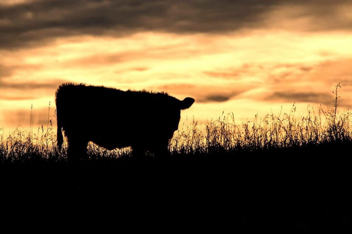 Dec. 6: This Your Saskatchewan photo was taken by Melanie Janzen near Humboldt.
