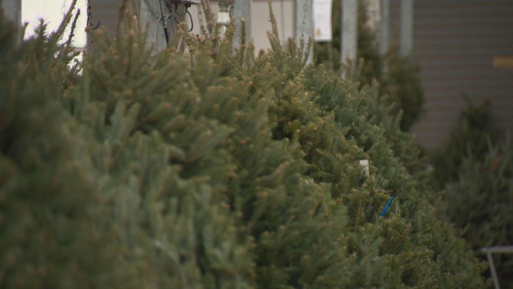 There are changes to Calgary's Christmas tree recycling program.