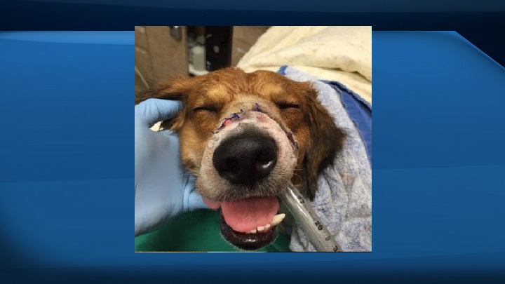 Tyson's snout was damaged in a machete accident over a year ago.
