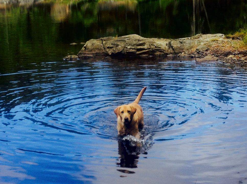 After 8 years sniffing out crime with the Okanagan RCMP, Whiskey is retiring.